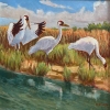 Whooping Crane Gathering by Flint Reed